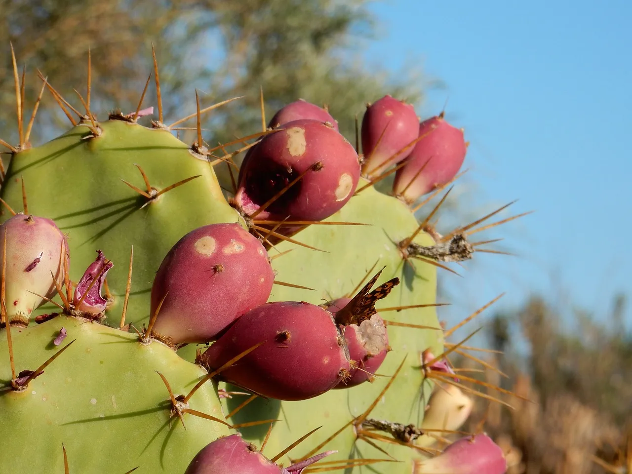 You are currently viewing Figues de Barbarie : culture, récolte et utilisations