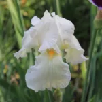 Iris blanches, conseils et astuces au jardin