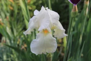 Lire la suite à propos de l’article Iris blanches, conseils et astuces au jardin