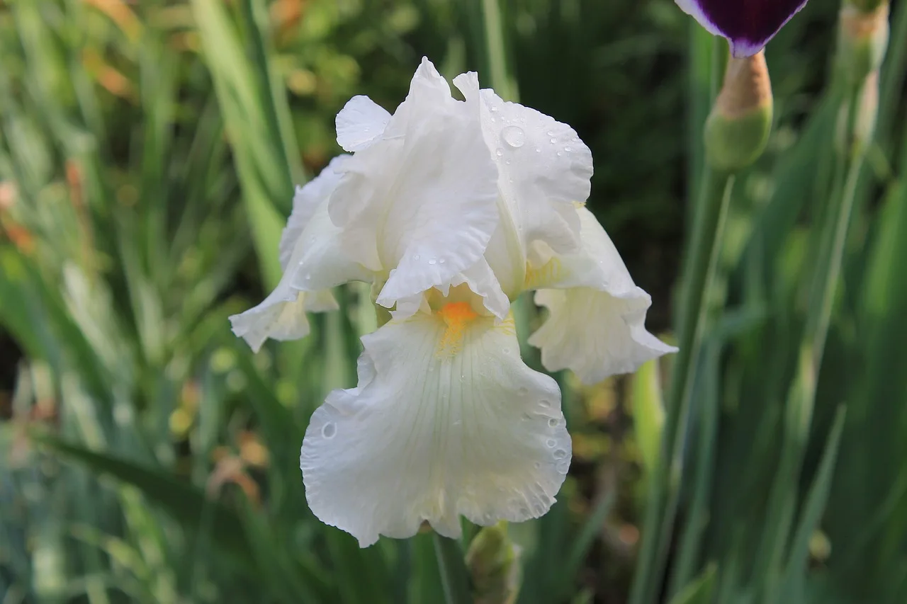 You are currently viewing Iris blanches, conseils et astuces au jardin