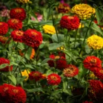 Semis, entretien,culture : tout savoir sur les zinnias