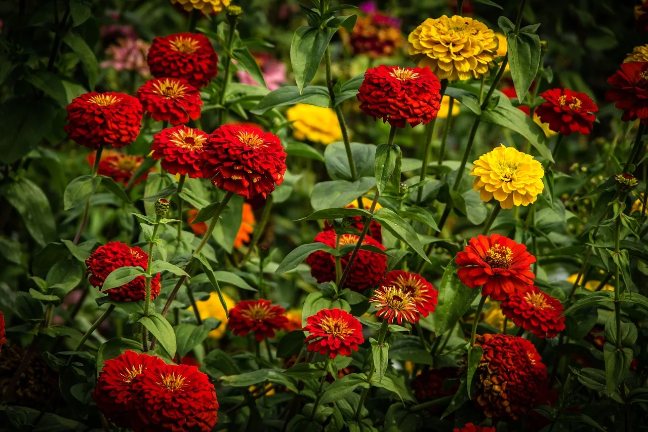 You are currently viewing Semis, entretien,culture : tout savoir sur les zinnias