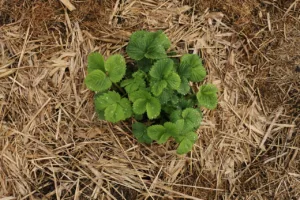 Lire la suite à propos de l’article Guide pratique sur le paillage des fraises