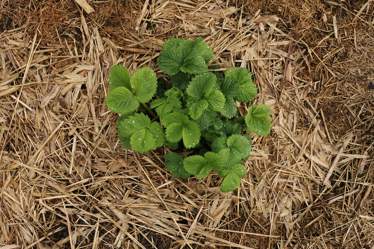 You are currently viewing Comment et quand planter les fraisiers en pleine terre