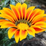 Gazania : tour sur cette fleur ensoleillée