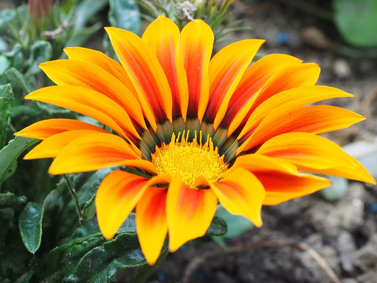 You are currently viewing Gazania : tour sur cette fleur ensoleillée