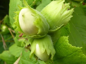 Lire la suite à propos de l’article Le noisetier, un arbre qui enchante le jardin