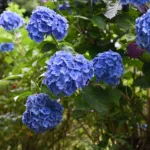 Guide pratique de l’hortensia bleu