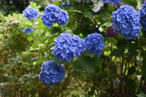 Lire la suite à propos de l’article Guide pratique de l’hortensia bleu