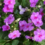 Impatiens : un guide sur des plantes à découvrir