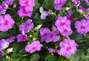 Lire la suite à propos de l’article Impatiens : un guide sur des plantes à découvrir