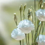 Cultiver et entretenir le lisianthus blanc