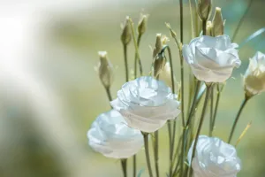 Lire la suite à propos de l’article Cultiver et entretenir le lisianthus blanc