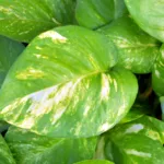 Le Pothos, entretien et astuces pour cette belle plante