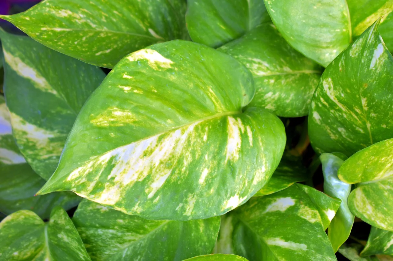 You are currently viewing Le Pothos, entretien et astuces pour cette belle plante