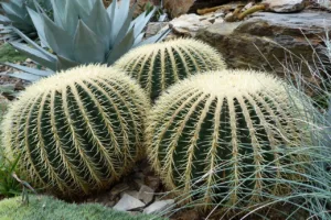 Lire la suite à propos de l’article Tous savoir sur la cactus “coussin  de belle-mère”