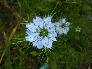 Lire la suite à propos de l’article Nigelles : fleurs, graines et conseils de jardinage