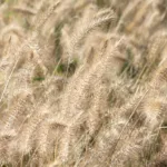 Le Pennisetum, une plante à découvrir pour le jardin