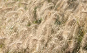 Lire la suite à propos de l’article Le Pennisetum, une plante à découvrir pour le jardin