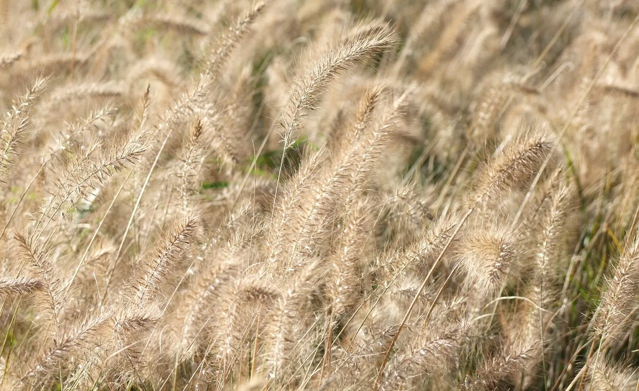 You are currently viewing Le Pennisetum, une plante à découvrir pour le jardin