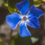 Cultiver et entretenir la pervenche bleue au jardin