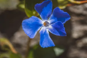 Lire la suite à propos de l’article Cultiver et entretenir la pervenche bleue au jardin