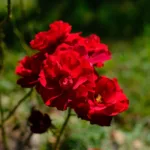 Tout sur la pivoine rouge : plantation, entretien et floraison