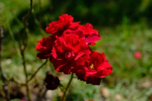 Lire la suite à propos de l’article Tout sur la pivoine rouge : plantation, entretien et floraison