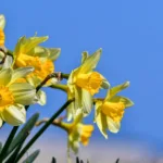 Les jonquilles : culture, entretien et conseils pratiques