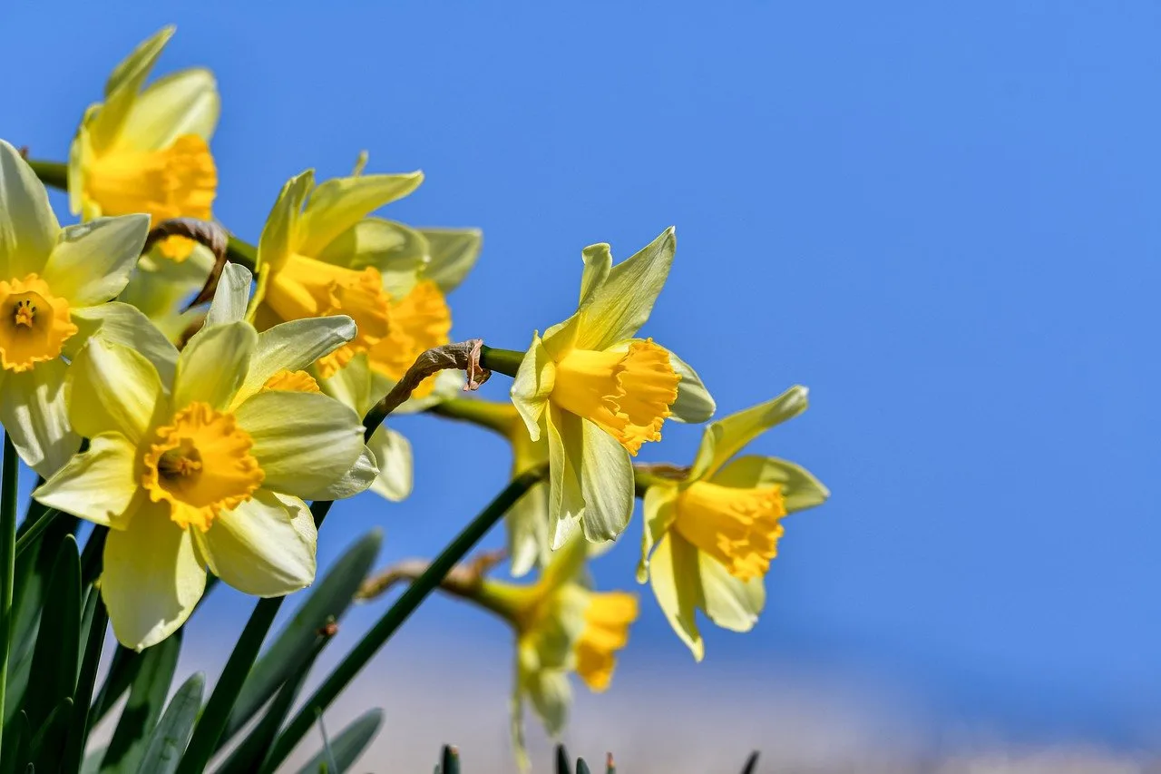 You are currently viewing Les jonquilles : culture, entretien et conseils pratiques