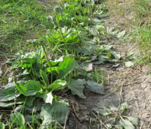 Lire la suite à propos de l’article Les multiples propriétés du Plantago major(plantain majeur)