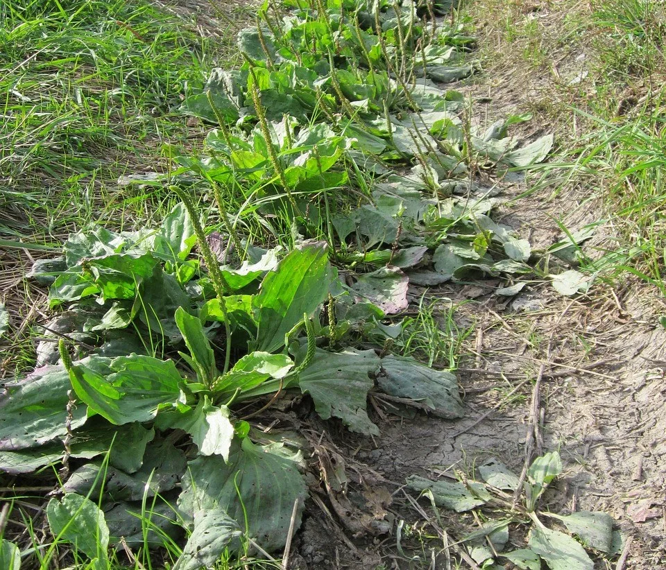 You are currently viewing Les multiples propriétés du Plantago major(plantain majeur)