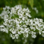 Fleur de valériane officinale et herbe à chats, le guide