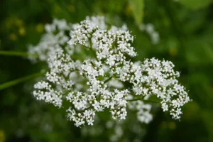 Lire la suite à propos de l’article Fleur de valériane officinale et herbe à chats, le guide