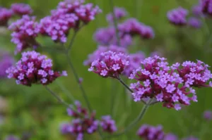 Lire la suite à propos de l’article Verveine officinale : tout savoir sur cette plante