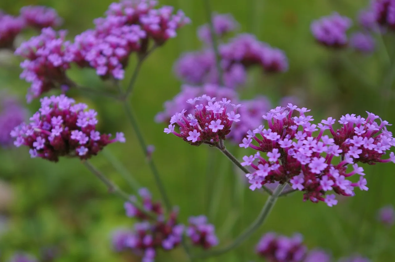 You are currently viewing Verveine officinale : tout savoir sur cette plante