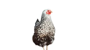 Lire la suite à propos de l’article Guide pratique sur la poule Wyandotte