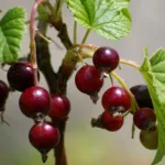 Le cassis, un fruit rouge facile à cultiver