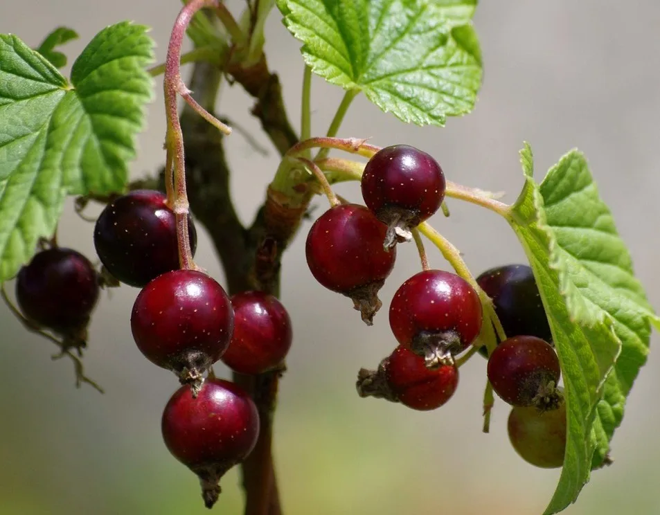 You are currently viewing Le cassis, un fruit rouge facile à cultiver