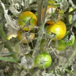 Guide des variétés de tomate résistante au mildiou