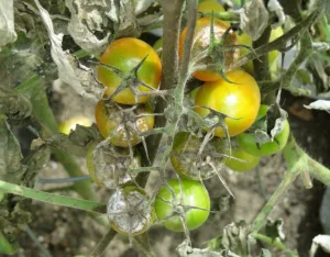 Lire la suite à propos de l’article Mildiou : prévenir et traiter la maladie de la tomate