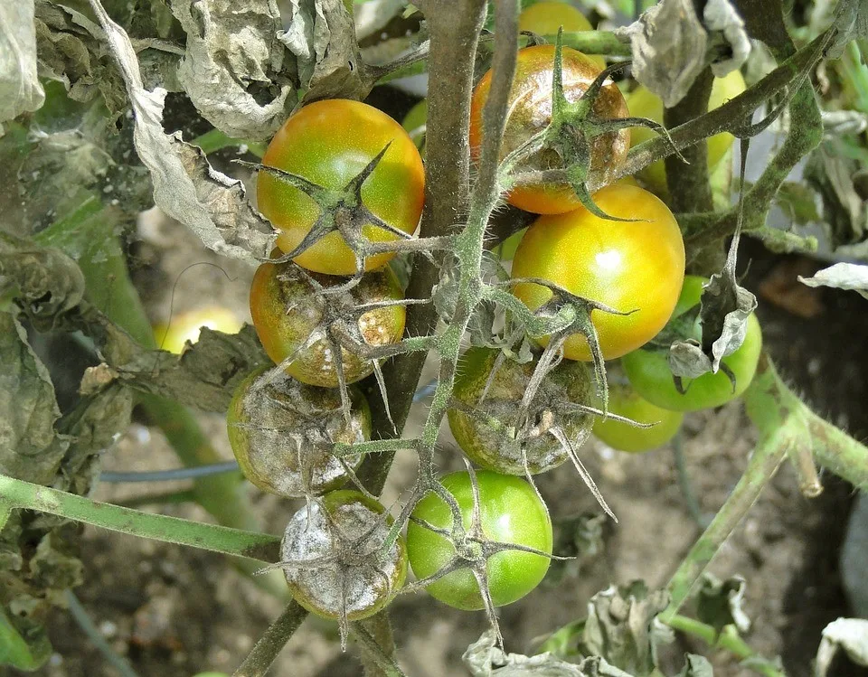 You are currently viewing Mildiou : prévenir et traiter la maladie de la tomate