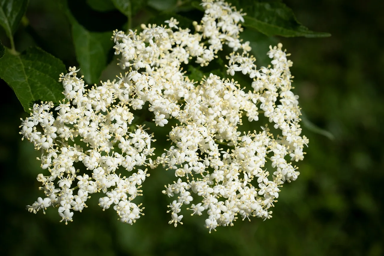 You are currently viewing Tout sur le sureau noir : fleur, fruit et bienfaits