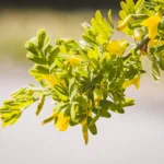 Arbre aux pois ou Acacia jaune : tout savoir