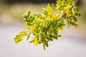 Lire la suite à propos de l’article Arbre aux pois ou Acacia jaune : tout savoir