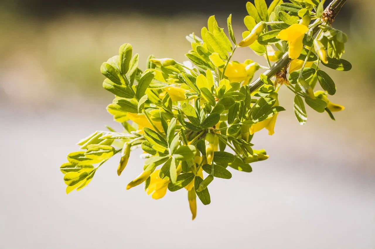 You are currently viewing Arbre aux pois ou Acacia jaune : tout savoir