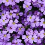 Tout savoir sur la floraison de l’aubriète