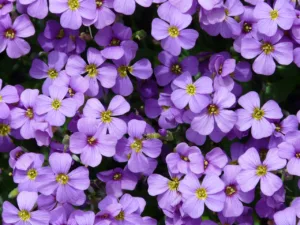 Lire la suite à propos de l’article Tout savoir sur la floraison de l’aubriète