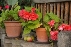 Lire la suite à propos de l’article Le bégonia en jardinière et en pot, mode d’emploi