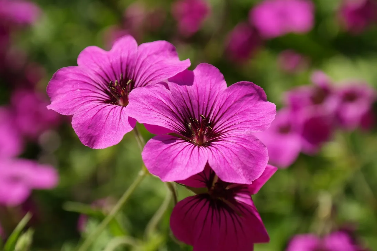 You are currently viewing Le géranium, une plante à bien soigner pour réussir